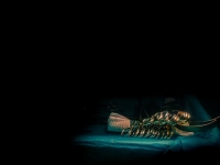 28. LUZ EN LA OSCURIDAD
